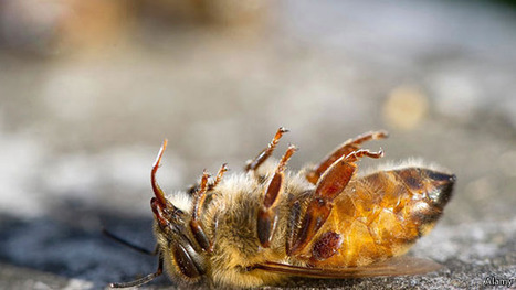 Are Disappearing Bees the Canary in the Coal Mine for Human & Environmental Health | YOUR FOOD, YOUR ENVIRONMENT, YOUR HEALTH: #Biotech #GMOs #Pesticides #Chemicals #FactoryFarms #CAFOs #BigFood | Scoop.it