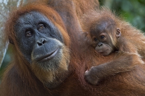 "The Last Orangutan Eden" ~ Full Episode | BIODIVERSITY IS LIFE  – | Scoop.it