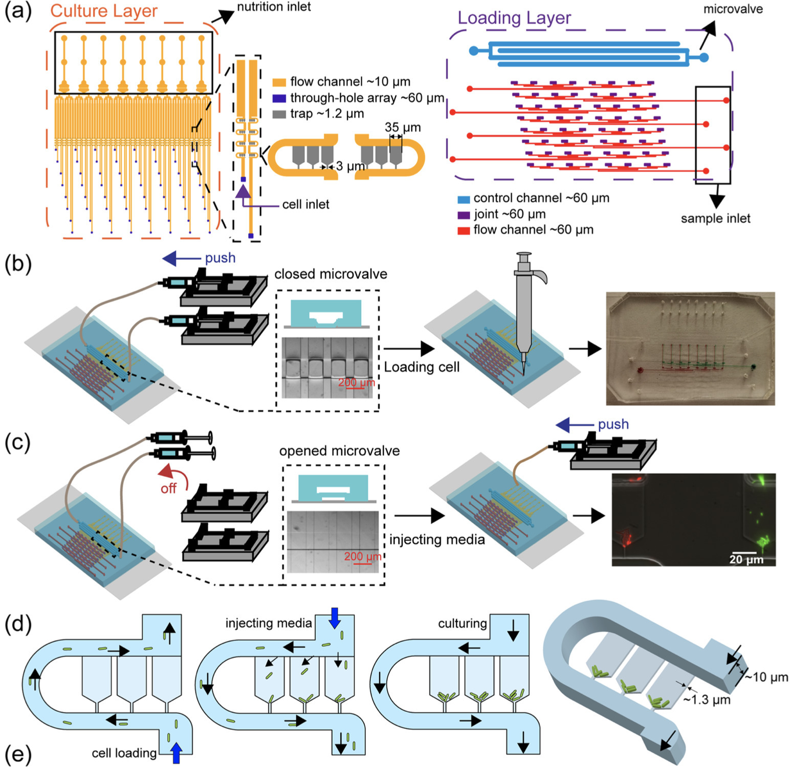 Two-Layered Microfluidic Devices for High-Throu...