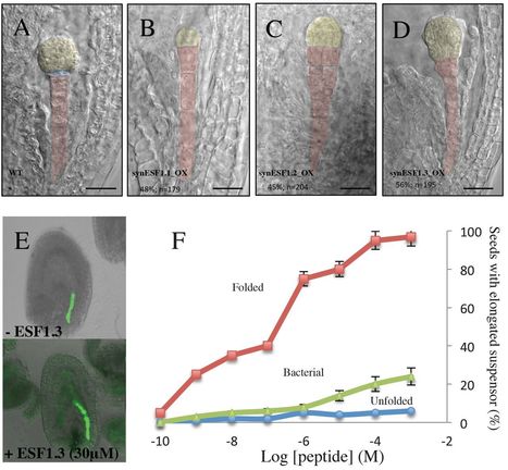 Central Cell–Derived Peptides Regulate Early Embryo Patterning in Flowering Plants | Plant and Seed Biology | Scoop.it