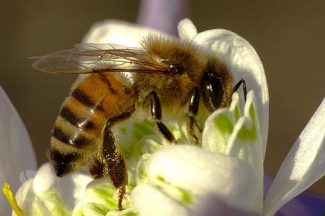Environnement. Abeilles et pesticides : l&rsquo;&eacute;tude scientifique avait &eacute;t&eacute; mal interpr&eacute;t&eacute; | EntomoNews | Scoop.it