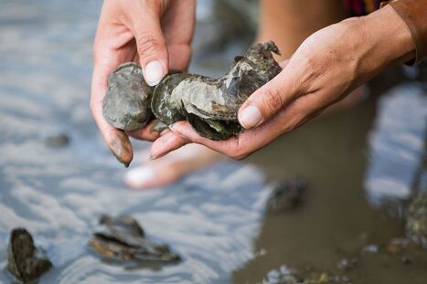 Can Researchers Aid Oysters Thrive Again? | Industry 411 - Waste Management | Scoop.it