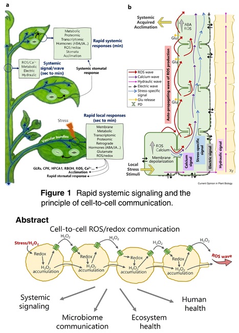 ROS are universal cell-to-cell stress signals - Review | Plant hormones (Literature sources on phytohormones and plant signalling) | Scoop.it