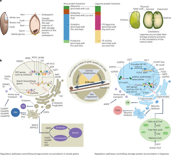 Cereal protein biofortification at the interfac...