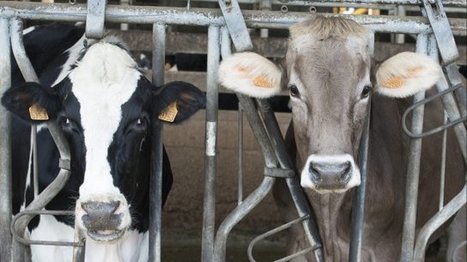 Des producteurs de lait montent leur propre filière de distribution - France 3 Poitou-Charentes | Lait de Normandie... et d'ailleurs | Scoop.it