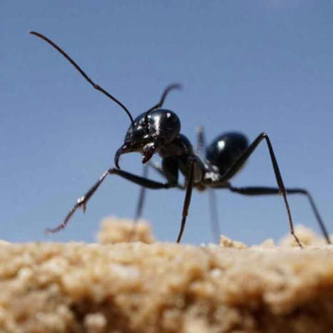 ️La fourmi du Sahara utilise un GPS solaire | EntomoScience | Scoop.it