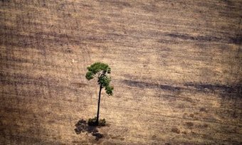 Amazon deforestation picking up pace, satellite data reveals | RAINFOREST EXPLORER | Scoop.it