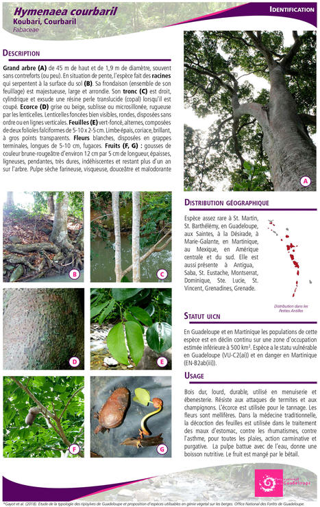 Typologie des ripisylves des rivières de Guadeloupe, un premier pas vers le développement de techniques de génie végétal avec des espèces locales | Biodiversité | Scoop.it
