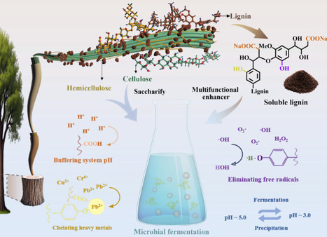 Soluble Lignin as a Multifunctional Enhancer in Microbial Fermentation | acs | RMH | Scoop.it