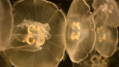 La surpêche alimente la prolifération des méduses | Toxique, soyons vigilant ! | Scoop.it