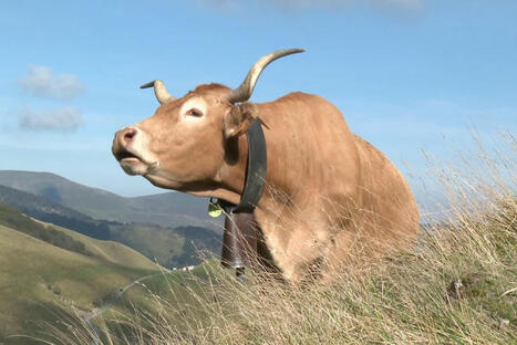"Les cornes en lyre, la couleur rouge et un joli corps" : cette vache rustique du Pays basque attend son AOP | BABinfo Pays Basque | Scoop.it