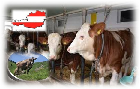 Autriche : Bien-être animal et vaches à l’attache | Lait de Normandie... et d'ailleurs | Scoop.it