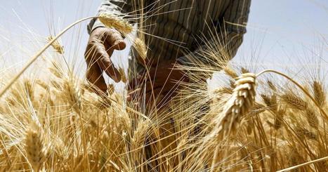 Syria harvest boom brings hope as hunger spikes | CIHEAM Press Review | Scoop.it