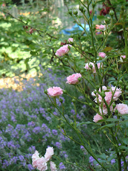 Give your garden a late summer trim | Gardening Life | Scoop.it