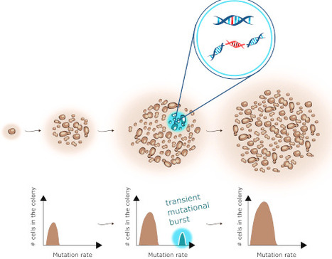 A transient mutational burst occurs during yeast colony development | msb | RMH | Scoop.it