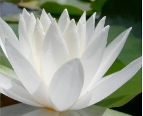 Fearless Compassion: The Gift of Empathy | Nonviolent Communication (NVC) | Scoop.it