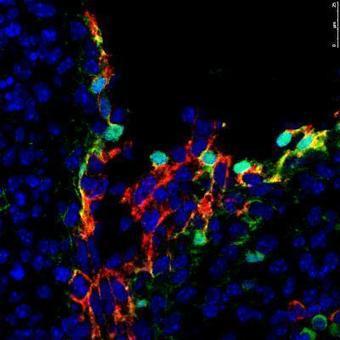 Key function of protein discovered for obtaining blood stem cells as ... | Hematology | Scoop.it