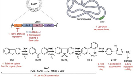 Biodesulfurization: Back on-stage through synthetic biology and metabolic engineering approaches | Cin | RMH | Scoop.it
