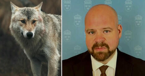 Regeringen vill minska vargbeståndet | 1Uutiset - Lukemisen tähden | Scoop.it
