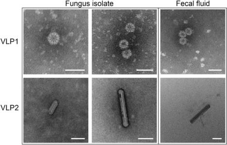 Les fourmis coupe-feuilles cultivent un champignon pour décomposer la biomasse végétale, une symbiose entre champignons pathogènes, bactéries bénéfiques... et maintenant deux mycovirus | EntomoNews | Scoop.it