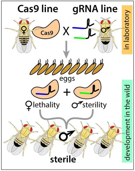 Description d'une nouvelle "technique de l'insecte stérile guidée avec précision", ou pgSIT, pour éradiquer des populations d'insectes ravageurs ou vecteurs de maladies | EntomoNews | Scoop.it