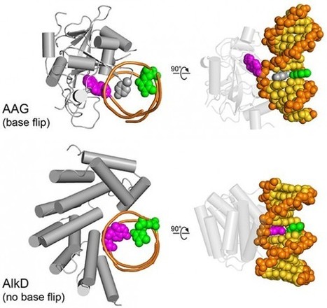 New class of DNA repair enzyme discovered | Bioscience News - GEG Tech top picks | Scoop.it