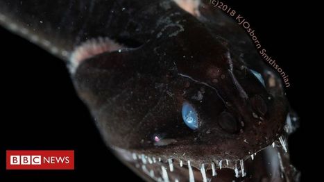 Scientists shed light on how the blackest fish in the sea 'disappear' | Strange days indeed... | Scoop.it