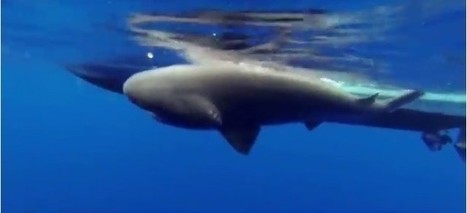 Sharks with cameras: See underwater world from their perspective | Coastal Restoration | Scoop.it