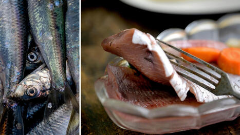 DEBATT: Bli inte lurad av p&aring;sksillen | 1Uutiset - Lukemisen t&auml;hden | Scoop.it