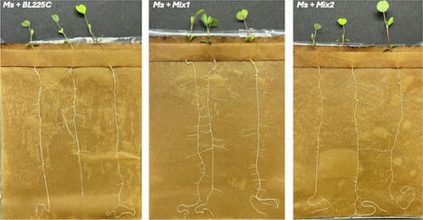Soil bacteria and symbiotic rhizobia synergistically promote nitrogen fixation and biomass production of alfalfa (Medicago sativa L.) plants even under water shortage conditions without altering th... | Plant-Microbe Symbiosis | Scoop.it