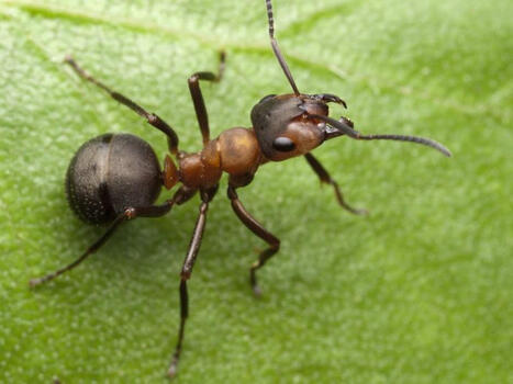 Premi&egrave;re version du r&eacute;f&eacute;rentiel des fourmis de Nouvelle-Aquitaine -&nbsp;FAUNA | Biodiversit&eacute; | Scoop.it