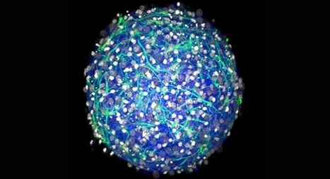 #temadeldía #CEREBRO #educacion   // La mente creativa del cerebro del mundo | Educación, TIC y ecología | Scoop.it