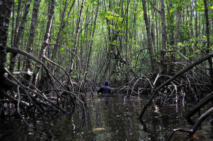 Les experts en mangroves poussent pour la restauration et la régénération des côtes biologiques | Biodiversité | Scoop.it