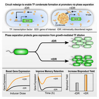 Phase separation to buffer growth-mediated dilution in synthetic circuits | CEL | RMH | Scoop.it