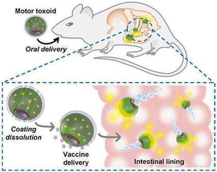 Micromotors deliver oral vaccines | Mucosal Immunity | Scoop.it