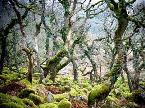 Les arbres remarquables / France Inter | Paysage - Agriculture | Scoop.it