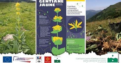 Participez à l'inventaire de la Gentiane jaune | Vallées d'Aure & Louron - Pyrénées | Scoop.it
