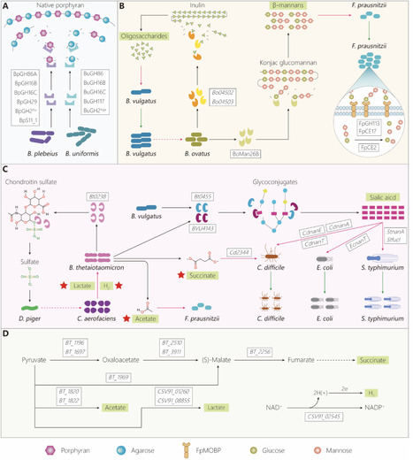 Research advances in the identification of gut keystone bacteria and formulation of suitable dietary intervention strategies for restoring gut homeostasis | npj | RMH | Scoop.it