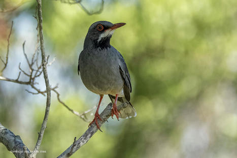 Red Legged Thrush | Mirrorless Cameras | Scoop.it
