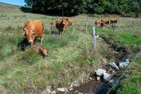 Élevage et environnement : des tables rondes d'actualité lors des Journées limousines à Limoges  | Actualité Bétail | Scoop.it
