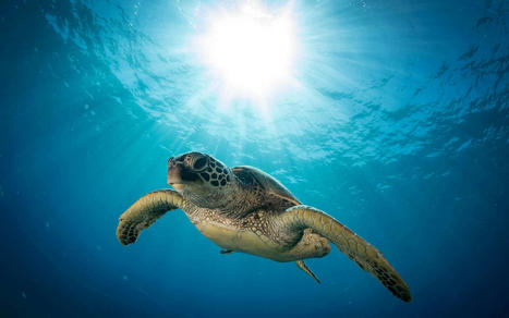Les tortues de mer sont prises dans un « piège évolutif » à cause du plastique | Biodiversité | Scoop.it