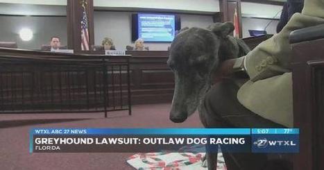 Greyhound owners to challenge proposed amendment that bans dog racing | News | wtxl.com | Greyhound Racing | Scoop.it