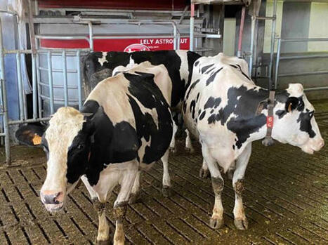 Chez les vaches aussi, les carrières s’allongent un peu mais trop peu | Actualité Bétail | Scoop.it