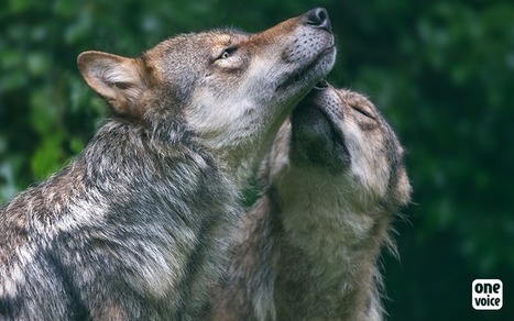 Une tuerie exponentielle de loups autorisée en France - One Voice | Loup | Scoop.it