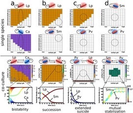 Modifying and reacting to the environmental pH can drive bacterial interactions | RMH | Scoop.it