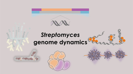 Dynamique du chromosome de Streptomyces : hasard et nécessité | Life Sciences Université Paris-Saclay | Scoop.it