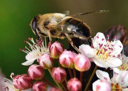 Les abeilles sont tomb&eacute;es comme les mouches aux Etats-Unis | GREENEYES | Scoop.it