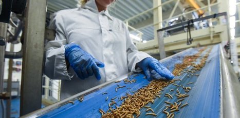 « Cultiver » des insectes, une solution durable pour assurer la sécurité alimentaire de l’humanité ? | EntomoNews | Scoop.it