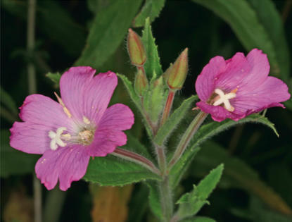 [À lire] Un nouvel ouvrage de référence sur la flore du massif armoricain | Biodiversité | Scoop.it