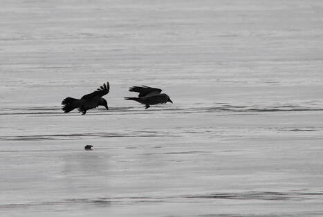 Avainsana: onomatopoeettiset sanat | 1Uutiset - Lukemisen t&auml;hden | Scoop.it